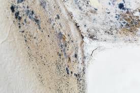 Best Mold Prevention Services  in North Bethesda, MD